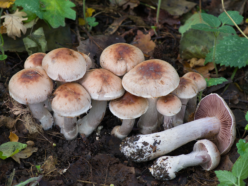 Cortinarius lucorum